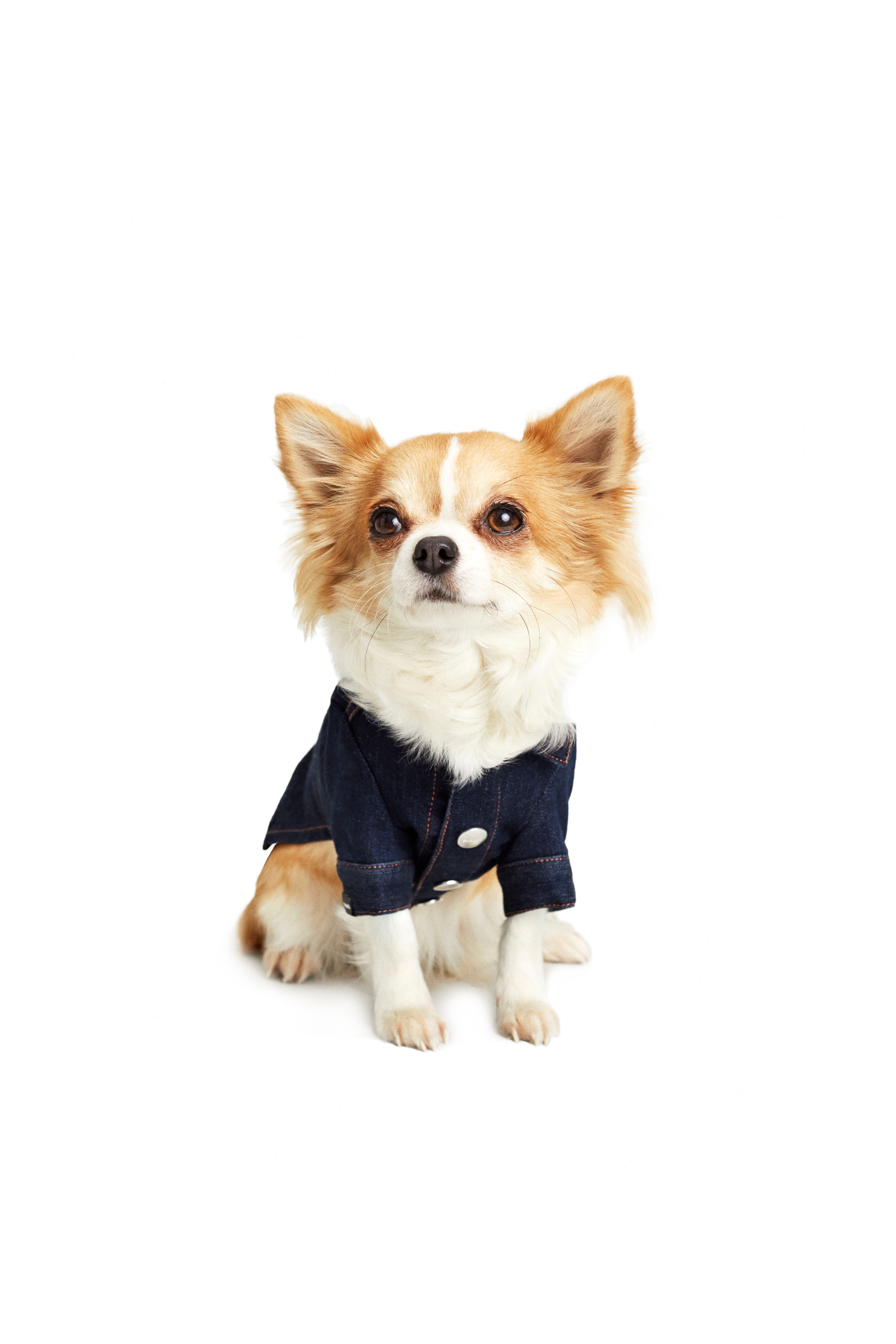 Diesel - PET-FLAMES, Dark Blue - Image 2